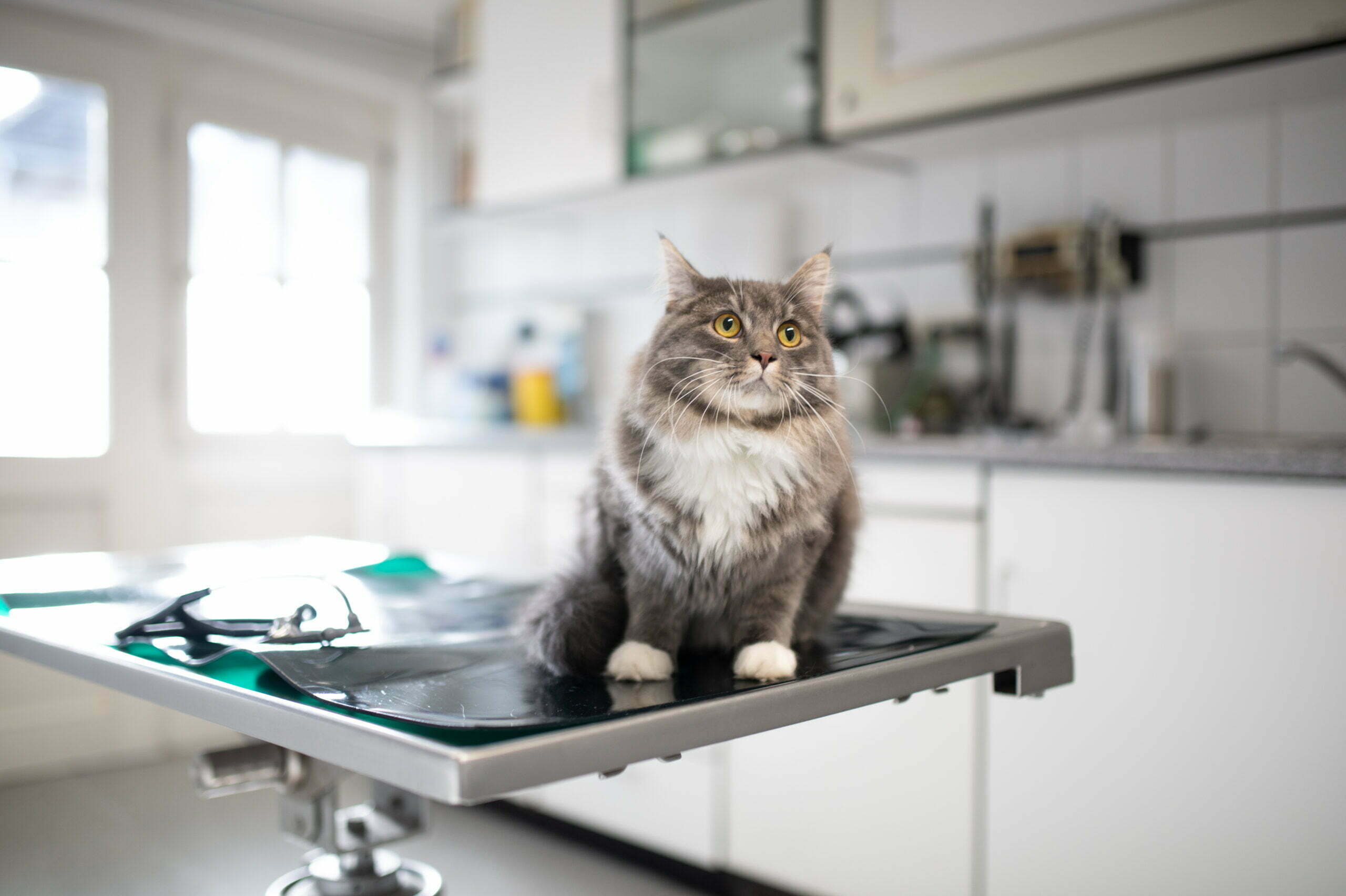 4PFOTEN - Katzenkranken-Versicherung
